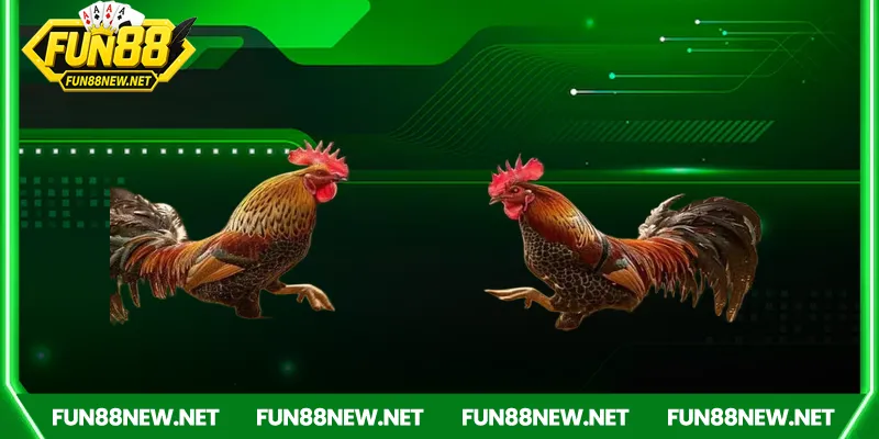 Các hình thức cược phổ biến trong đá gà tho mo