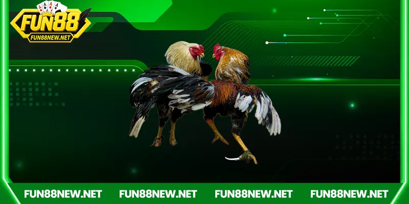 Các trường gà nổi tiếng