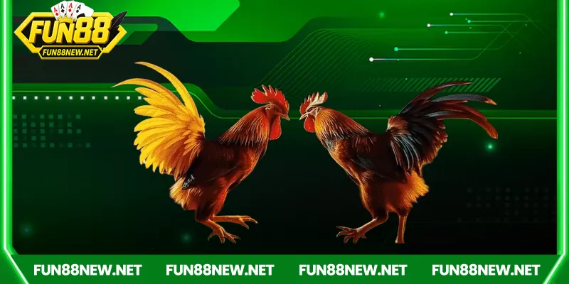 Sự hấp dẫn của đá gà Fun88