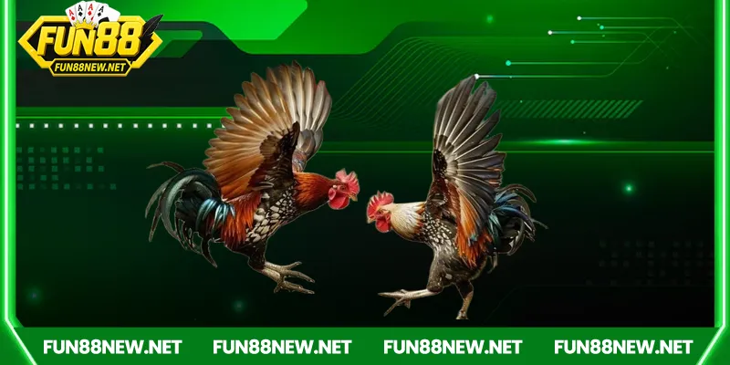 Đá gà tho mo Fun88 – Những kịch tính từ trường gà quốc tế