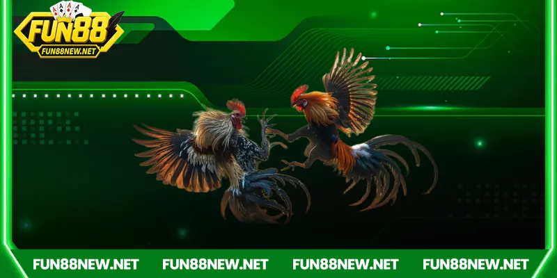 Đá gà Campuchia Fun88 – Mang cả trường gà đến tận nhà