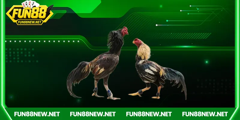 Ưu điểm vượt trội khi chơi đá gà Campuchia Fun88